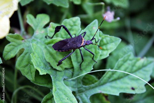 Leptoglossus zonatus is an insect that perches on green leaves and remains still. photo