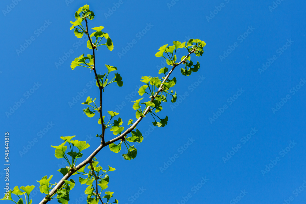Ginkgo tree (Ginkgo biloba) or gingko with brightly green new leaves against background of blue sky. Selective close-up. Fresh wallpaper nature concept. Place for your text Ginkgo tree (Ginkgo biloba) or gingko with brightly green new leaves against background of blue sky. Selective close-up. Fresh wallpaper nature concept. Place for your text