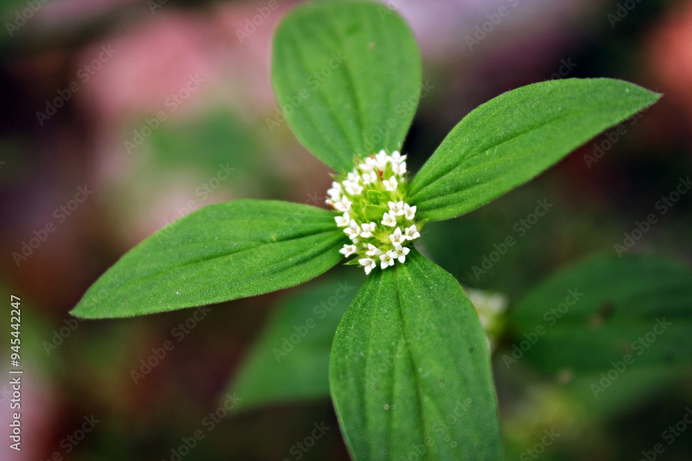 The spermacoce plant grows with white flowers and green leaves. The spermacoce plant grows with white flowers and green leaves.