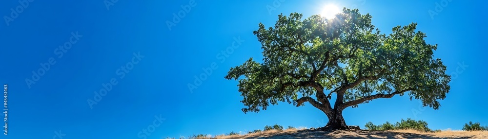 A Single Tree Standing Tall Against a Blue Sky Photo A Single Tree Standing Tall Against a Blue Sky Photo