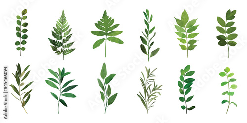 Collection of botanical elements in green color. Set of eucalyptus leaf, branches, leaves and herb with watercolor. Hand drawn of foliage vectors for wedding decor, website, graphic and shop.