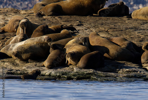 Walruses at the Seven Islands in the Svalbard Archipelago