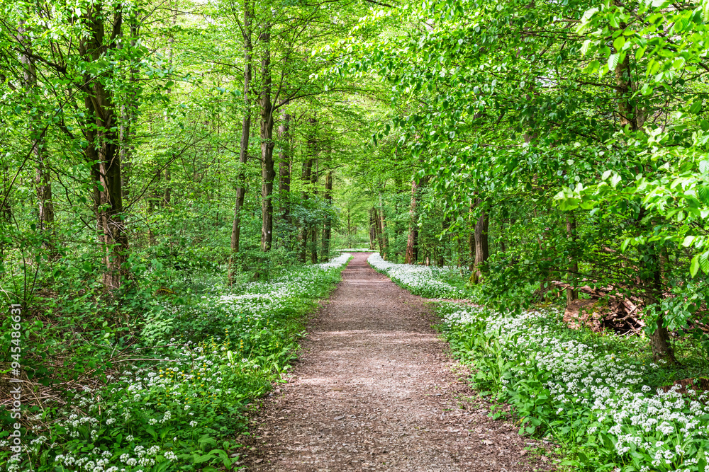 White, fragrant wild garlic flowers in the forest White, fragrant wild garlic flowers in the forest