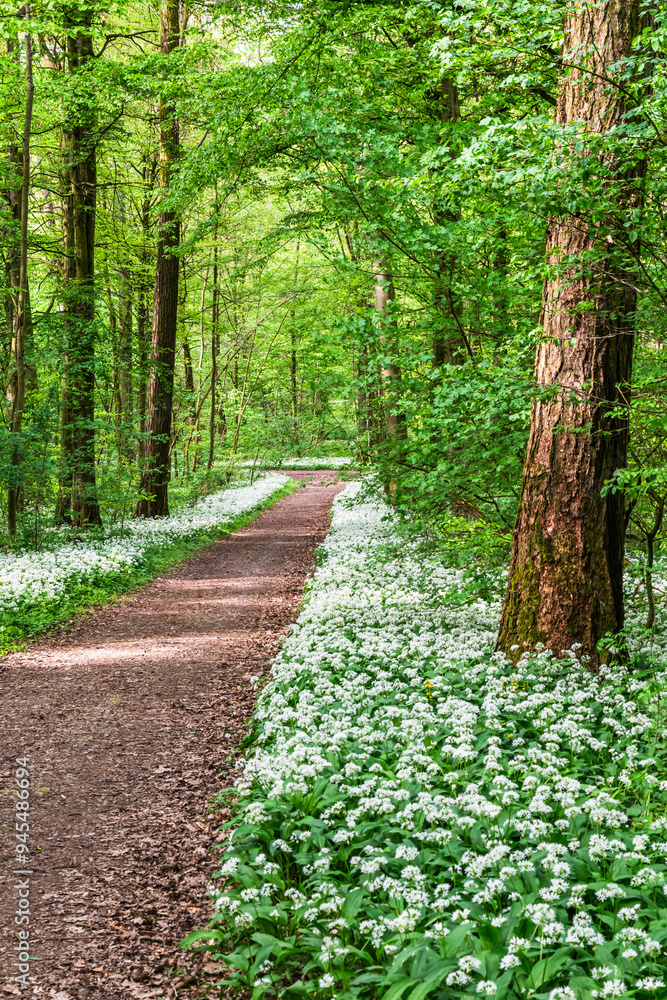 White, fragrant wild garlic flowers in the forest White, fragrant wild garlic flowers in the forest