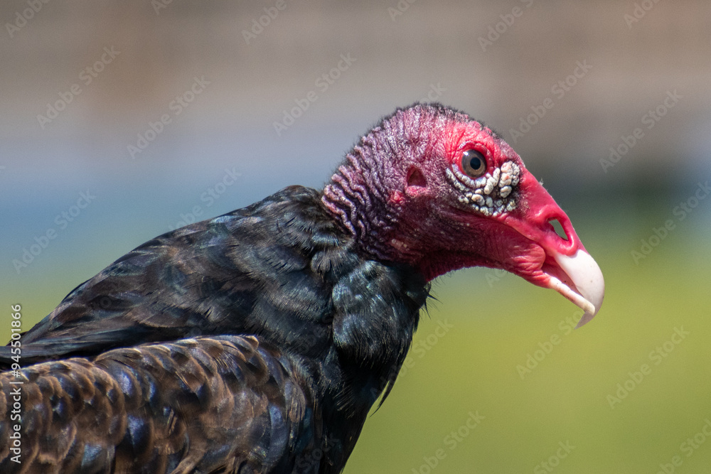 Close up detailed profile of a Turkey Vulture's face set against a blurred background. Close up detailed profile of a Turkey Vulture's face set against a blurred background.