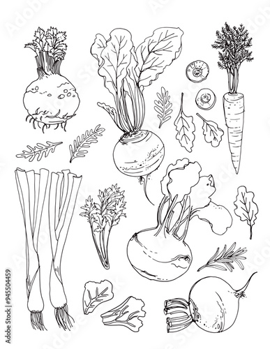 Vector sketch food. Vegetables and herbs. Beets, onions, celery, carrots