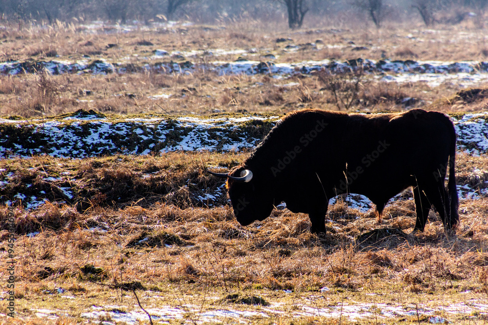 Fototapeta premium Auroch (Bos primigenius) from Tauros Programme in Milovice Nature Reserve, Czech Republic