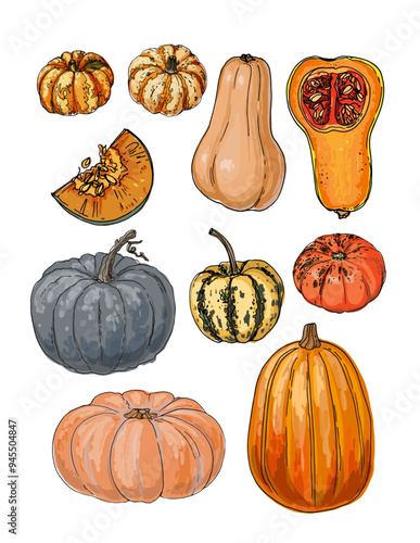 Vector sketch food. Vegetables and herbs. Autumn harvest, pumpkins