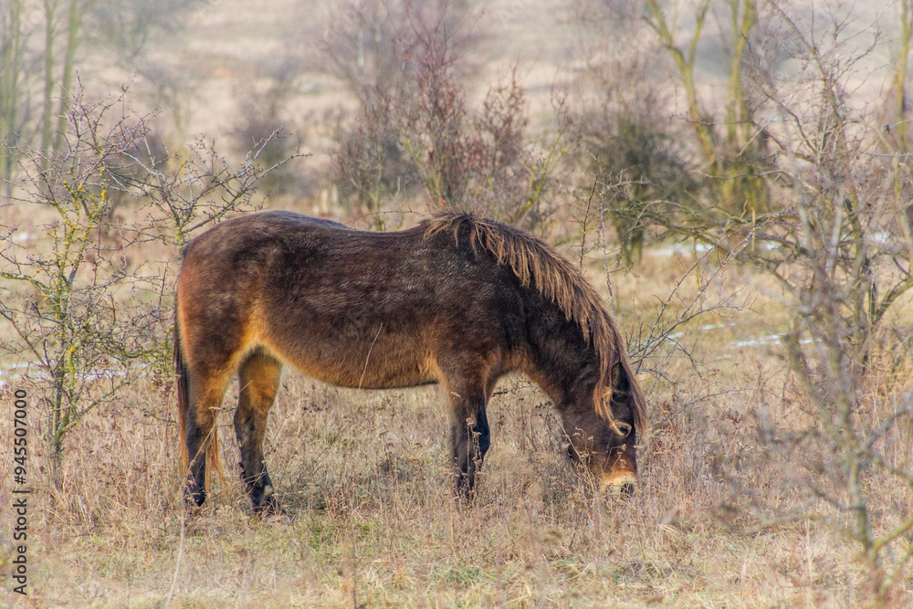 Exmoor pony in Milovice Nature Reserve, Czech Republic Exmoor pony in Milovice Nature Reserve, Czech Republic