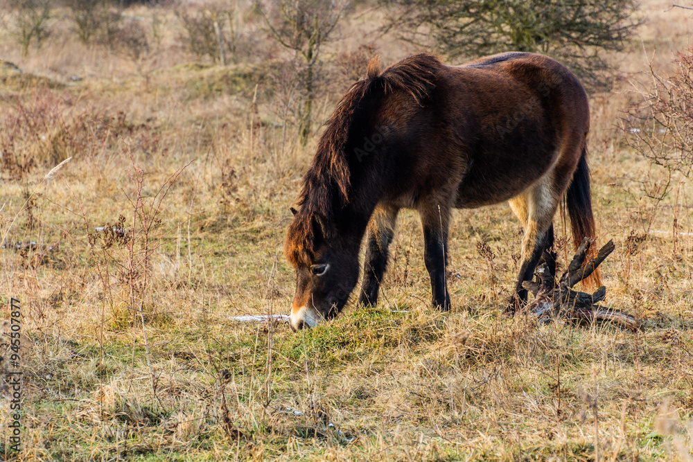 Exmoor pony in Milovice Nature Reserve, Czech Republic Exmoor pony in Milovice Nature Reserve, Czech Republic