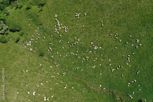 Photos Aerial view of grazing sheep biofood milk and wool production