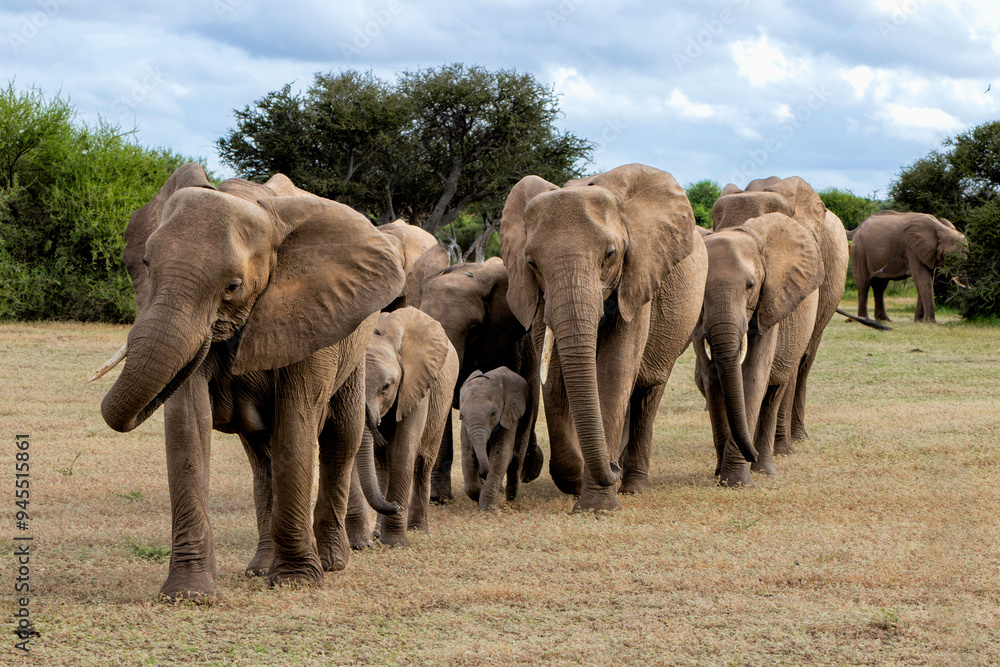 Elephant herd walking in the green season in Mashatu Game Reserve in the Tuli Block in Botswana. Elephant herd walking in the green season in Mashatu Game Reserve in the Tuli Block in Botswana.