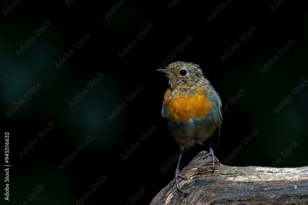 Juvenile European Robin (Erithacus rubecula) sitting on a branch in the forest of the Netherlands. Dark background. Juvenile European Robin (Erithacus rubecula) sitting on a branch in the forest of the Netherlands. Dark background.
