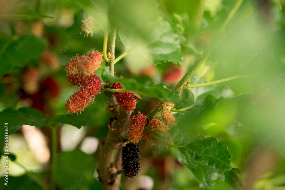 Fresh mulberries in tree branches with green leaves closed up selective focus blur background Fresh mulberries in tree branches with green leaves closed up selective focus blur background