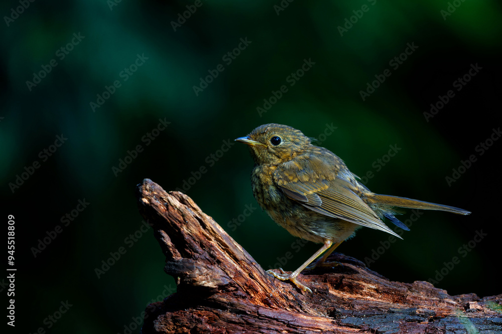 Juvenile European Robin (Erithacus rubecula) sitting on a branch in the forest of the Netherlands. Dark background. Juvenile European Robin (Erithacus rubecula) sitting on a branch in the forest of the Netherlands. Dark background.