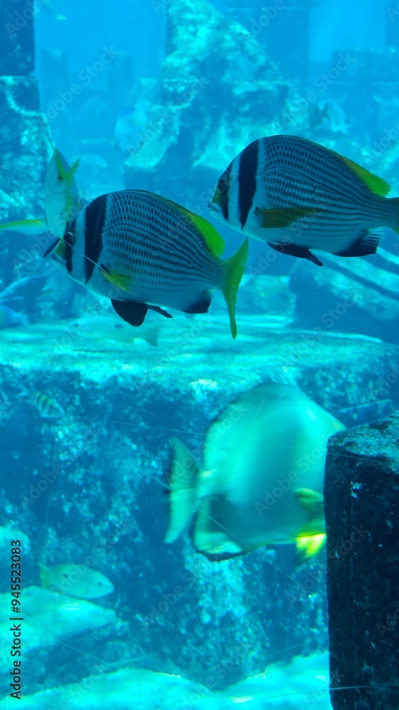 Fototapeta premium fish in aquarium