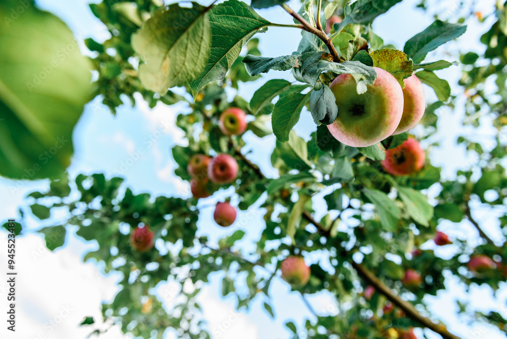 Ripe red apples on apple tree in summer or autumn. Harvesting apples. Ripe red apples on apple tree in summer or autumn. Harvesting apples.