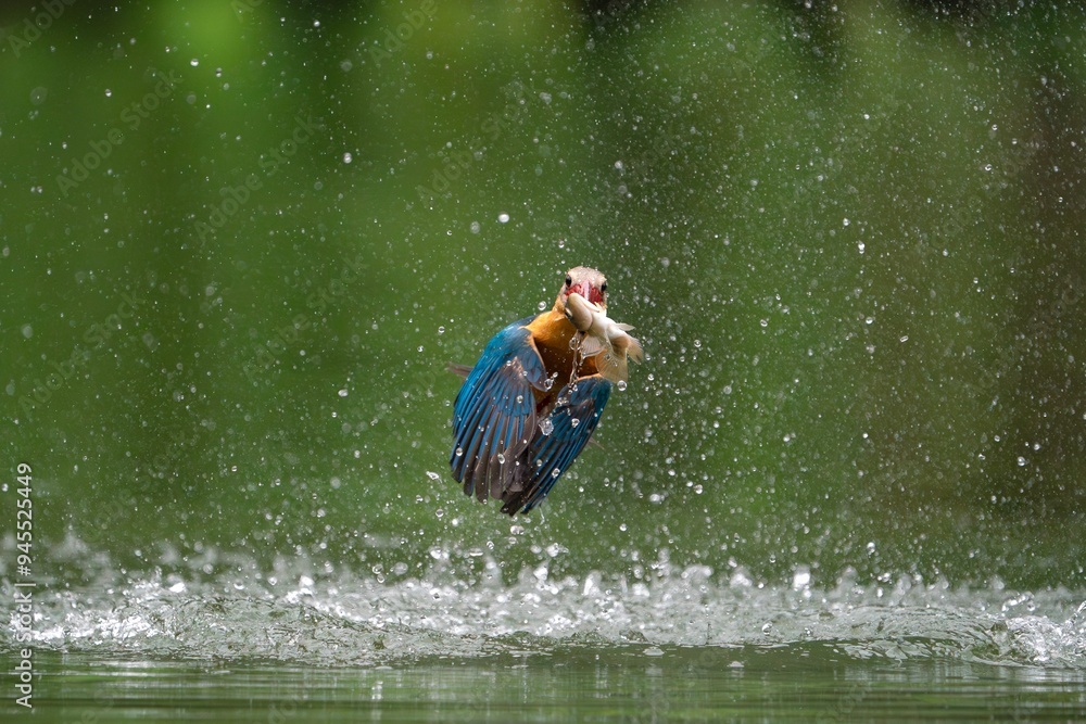 Fototapeta premium A stork-billed Kingfisher with a fish in its beak