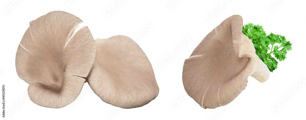 Fototapeta premium Oyster mushrooms isolated on white background with full depth of field