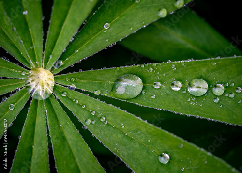 water drops on leaf