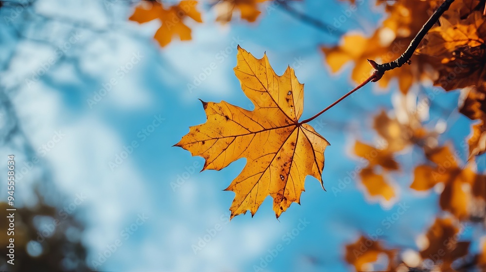 Maple leaves against a backdrop of a clear blue sky, showcasing the vibrant autumn colors of the leaves as they flutter in the park. Maple leaves against a backdrop of a clear blue sky, showcasing the vibrant autumn colors of the leaves as they flutter in the park.
