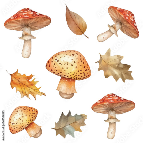 Watercolor autumn mushrooms with fallen leaves png. A set of red amanita mushrooms with dry leaves and other inedible mushrooms. Autumn concept.