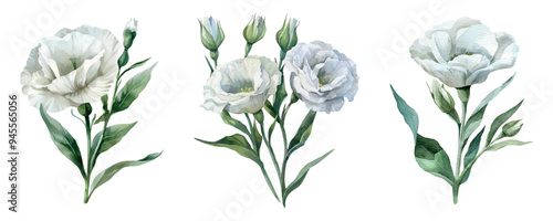 Watercolor set of white eustoma flowers png. White eustoma flowers, elements for wedding designs and others. Wedding concepts. Watercolor botany.