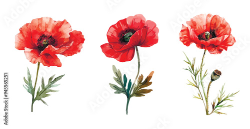 Red poppy flowers png. Set of red poppies flowers in watercolor style on an isolated background. Watercolor vector botany.