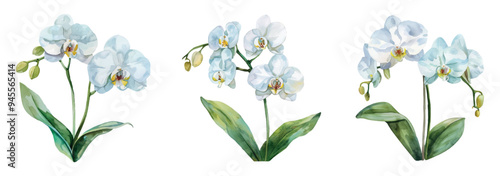 Watercolor white orchids png. Set of watercolor white orchid flowers on transparent background. Beautiful flowers, elements for whole designs, etc. Watercolor wedding botany.