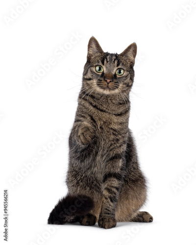 Classic tabby house cat, sitting up facing front with one paw pointing to viewer. Looking towards camera. Isolated on a white background.