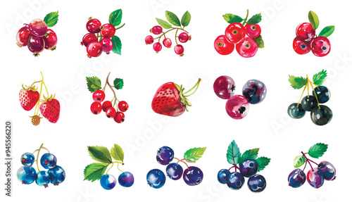 Watercolor set of forest berries png. Currants, blueberries, blueberries, strawberries, viburnum, rose hips and other forest berries. Vector illustration.