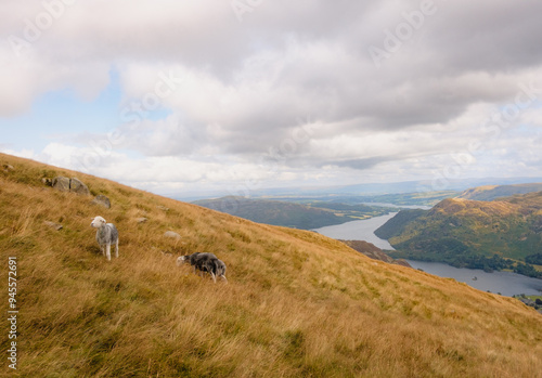 Sheep in the mountains