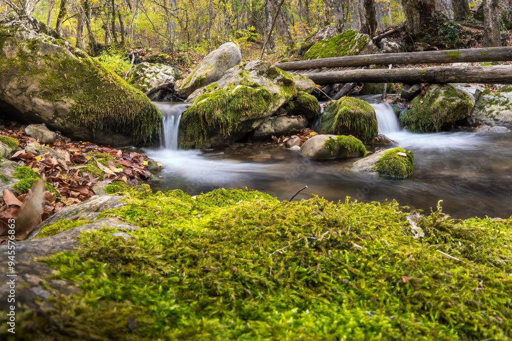 Fototapeta premium Autumn forest