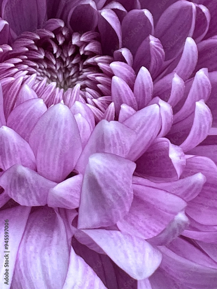 purple flower of chrysanthemum with nature close-up purple flower of chrysanthemum with nature close-up