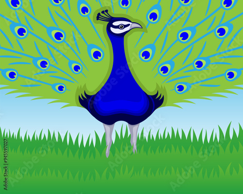 A peacock bird with a beautiful tail stands in the grass.