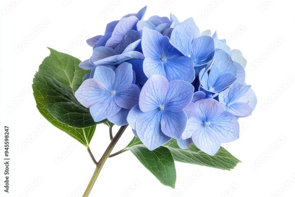 A close-up of a blue hydrangea flower with green leaves. A close-up of a blue hydrangea flower with green leaves.