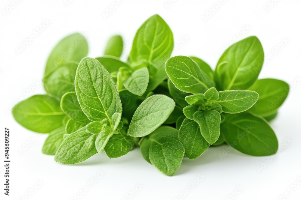 A cluster of fresh green oregano leaves on a white background. A cluster of fresh green oregano leaves on a white background.