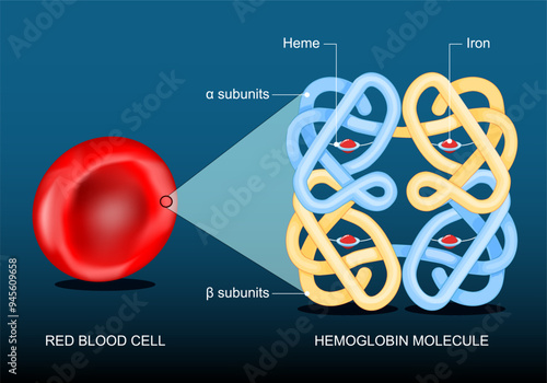 Red blood cell and hemoglobin.