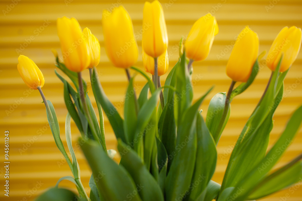 A beautiful middle-aged woman holds a bouquet of yellow tulips in her hands. A happy and emotional 45-year-old woman is wearing a beige jacket, a white T-shirt and jeans A beautiful middle-aged woman holds a bouquet of yellow tulips in her hands. A happy and emotional 45-year-old woman is wearing a beige jacket, a white T-shirt and jeans