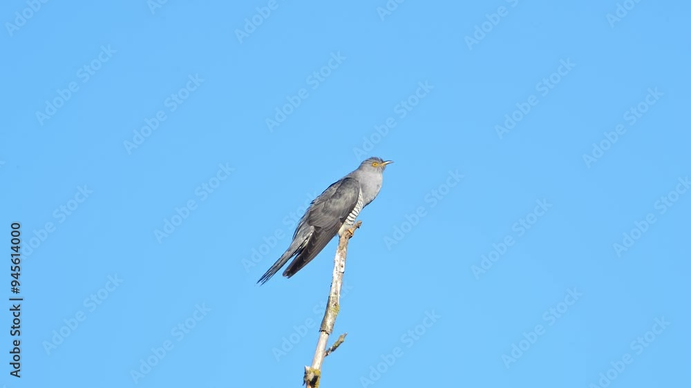 one Cuckoo (Cuculus canorus) sits on a branch and calls on a sunny summer morning in Magdeburg - Saxony Anhalt - Germany - Europe one Cuckoo (Cuculus canorus) sits on a branch and calls on a sunny summer morning in Magdeburg - Saxony Anhalt - Germany - Europe