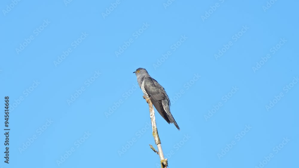 one Cuckoo (Cuculus canorus) sits on a branch and calls on a sunny summer morning in Magdeburg - Saxony Anhalt - Germany - Europe one Cuckoo (Cuculus canorus) sits on a branch and calls on a sunny summer morning in Magdeburg - Saxony Anhalt - Germany - Europe