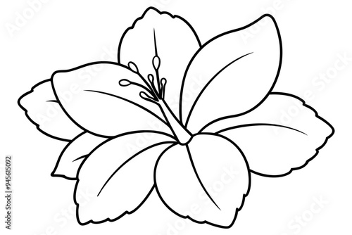 hibiscus flower engraving black and white outline