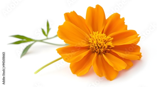 Marigold flower on a pure white background. A vibrant orange flower with delicate petals and green leaves, set against a clean white b