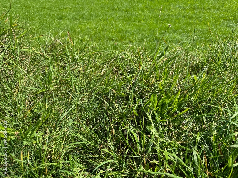 green grass background green grass background