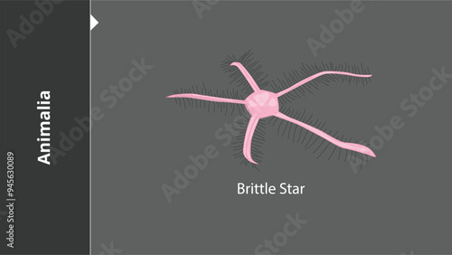 Animalia_Brittle Star are multicellular, eukaryotic organisms in the biological kingdom Animalia. With few exceptions, animals consume organic material, breathe oxygen, have myocytes and are able to m