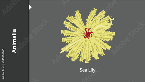 Animalia_Sea Lily are multicellular, eukaryotic organisms in the biological kingdom Animalia. With few exceptions, animals consume organic material, breathe oxygen, have myocytes and are able to move