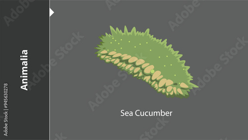 Animalia_Sea Cucumber are multicellular, eukaryotic organisms in the biological kingdom Animalia. With few exceptions, animals consume organic material, breathe oxygen, have myocytes and are able to m