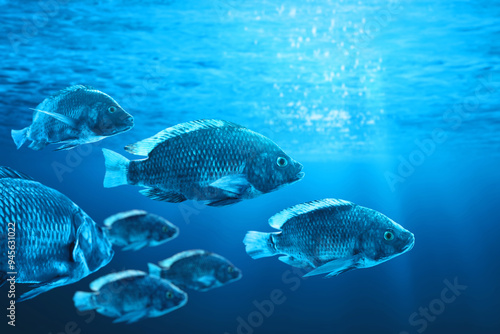 Photography Group of nile tilapia fish swimming in the ocean.