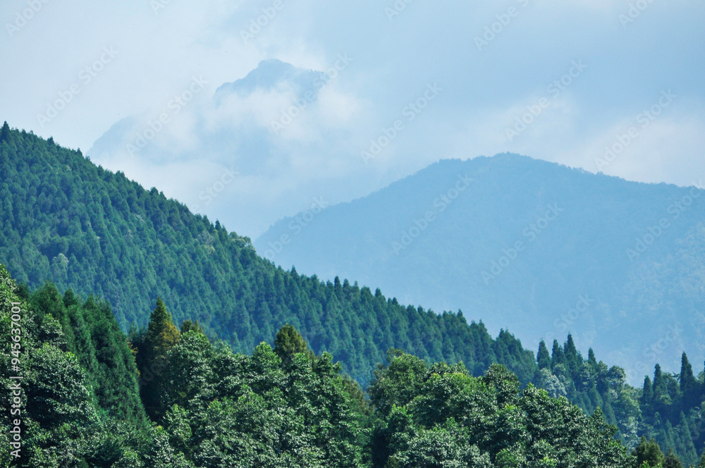 Fototapeta premium landscape with trees and clouds