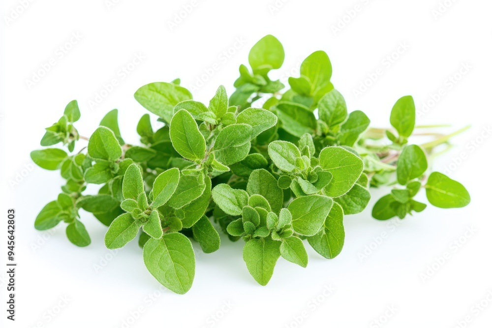 A fresh bunch of green oregano leaves, often used in cooking for flavoring dishes. A fresh bunch of green oregano leaves, often used in cooking for flavoring dishes.